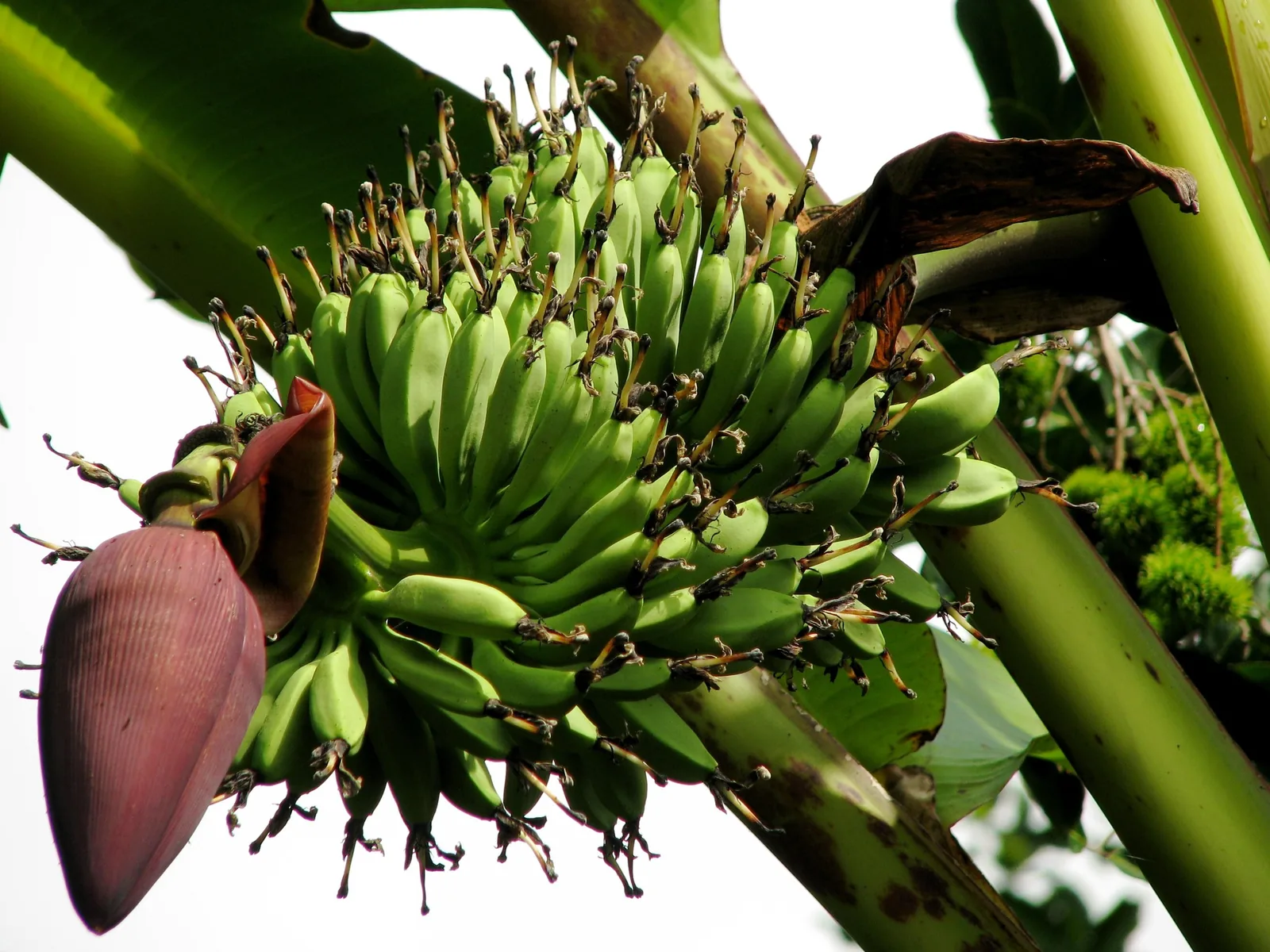 A cluster of green bananas and a purple flower bud hangs from a banana tree in the Mekong Delta.